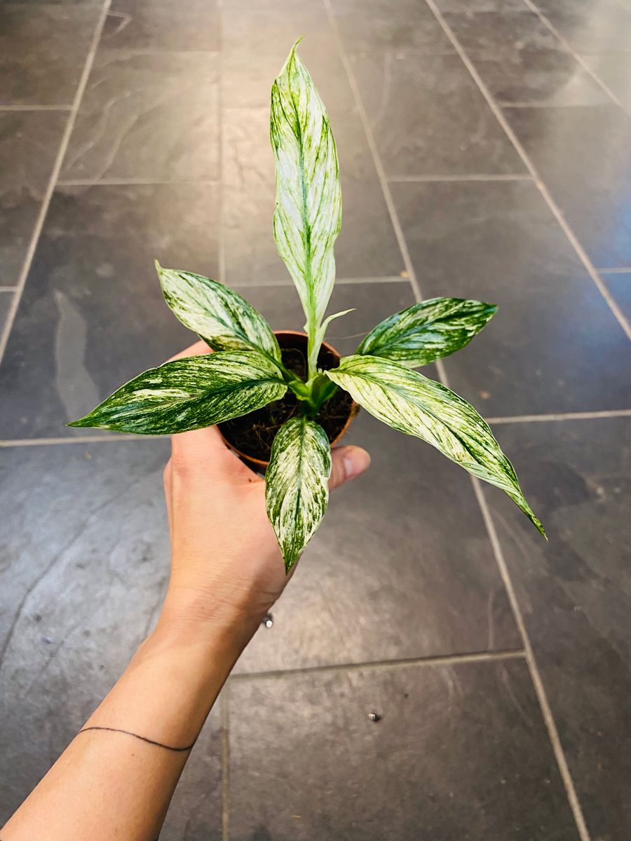 Brokete blader av Spathiphyllum Sensation Variegata, gir et luksuriøst og sofistikert inntrykk.