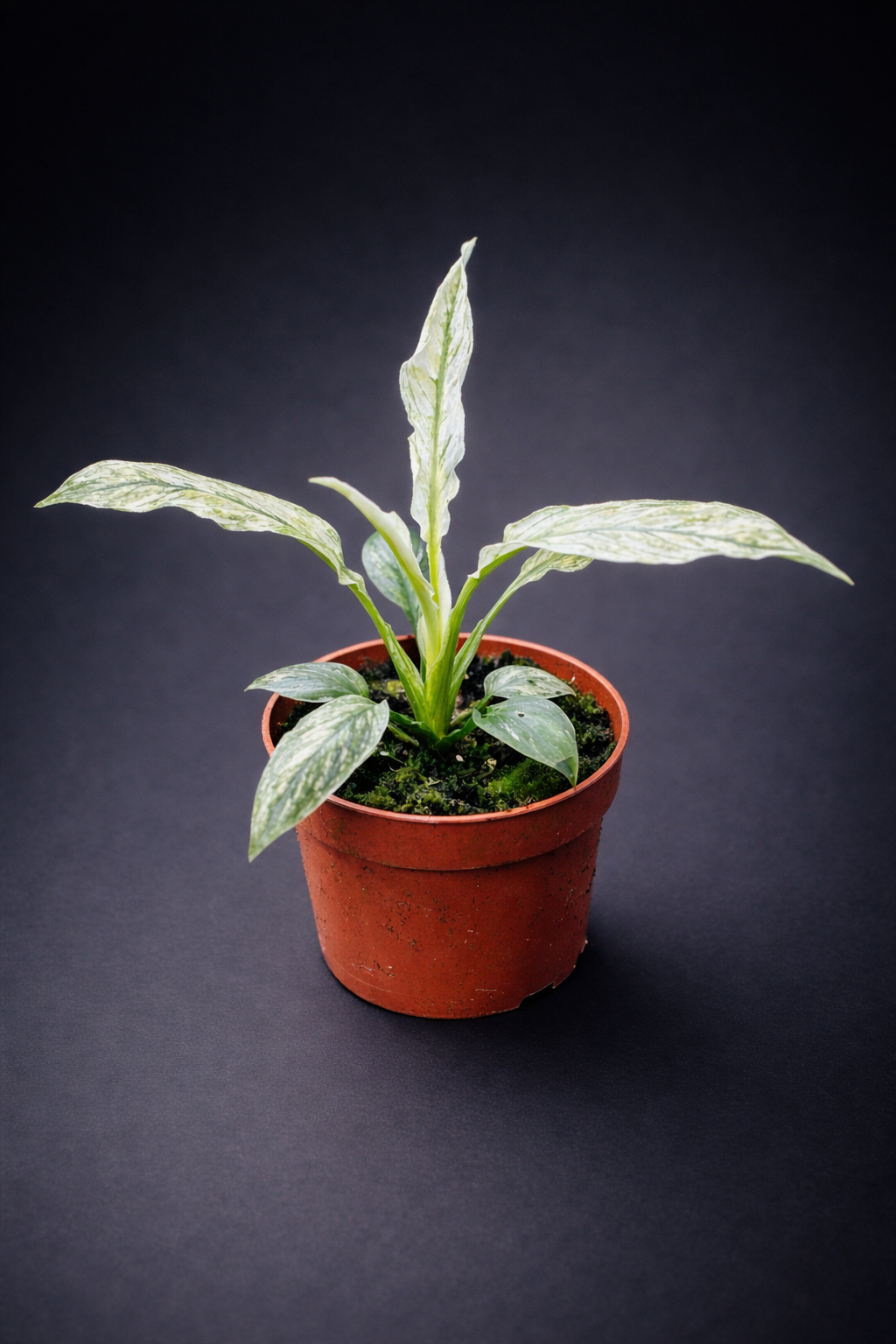 Spathiphyllum Sensation Variegata