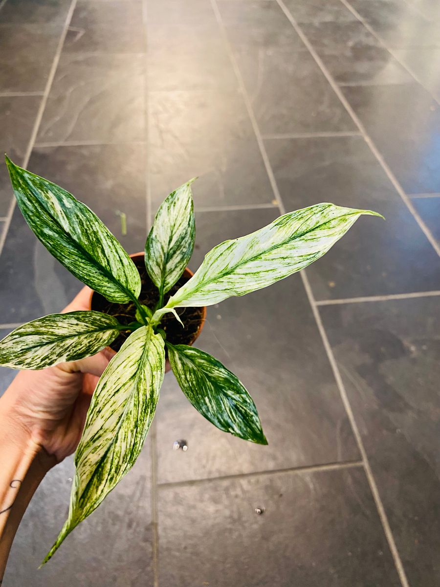 Brokete blader av Spathiphyllum Sensation Variegata, gir et luksuriøst og sofistikert inntrykk.