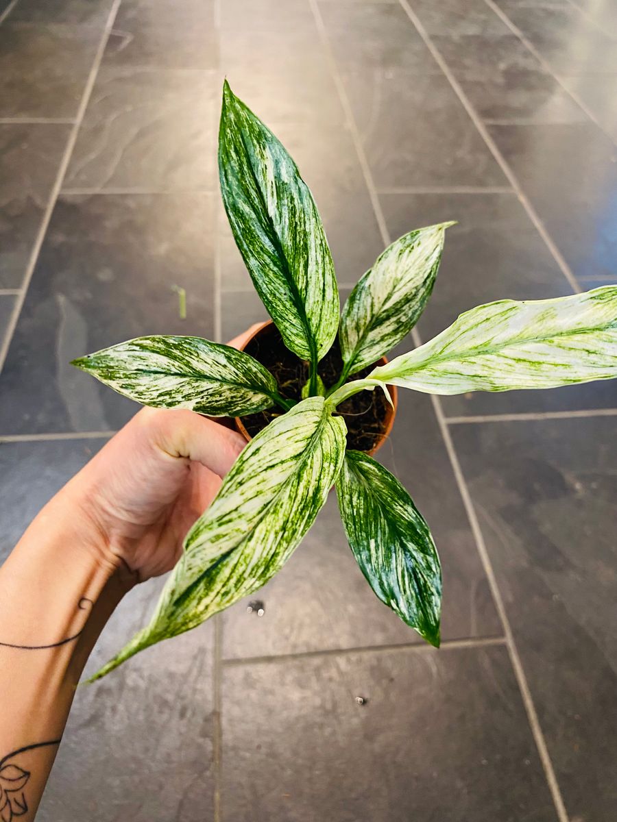 Brokete blader av Spathiphyllum Sensation Variegata, gir et luksuriøst og sofistikert inntrykk.