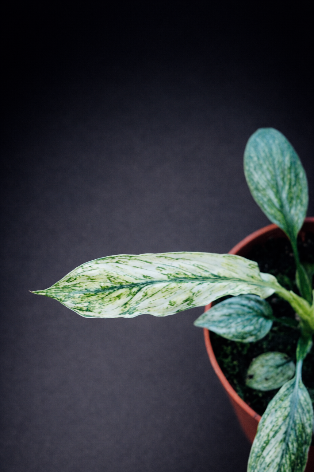 Spathiphyllum Sensation Variegata