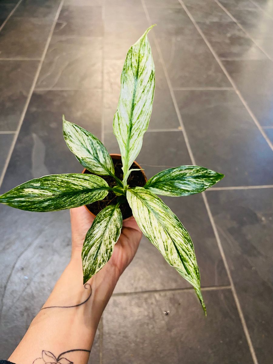 Brokete blader av Spathiphyllum Sensation Variegata, gir et luksuriøst og sofistikert inntrykk.