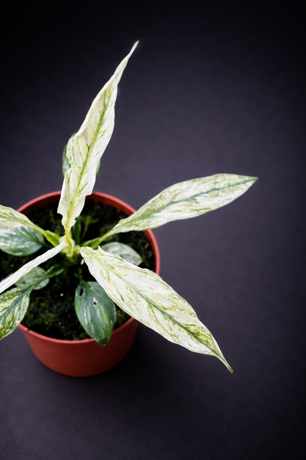 Spathiphyllum Sensation Variegata