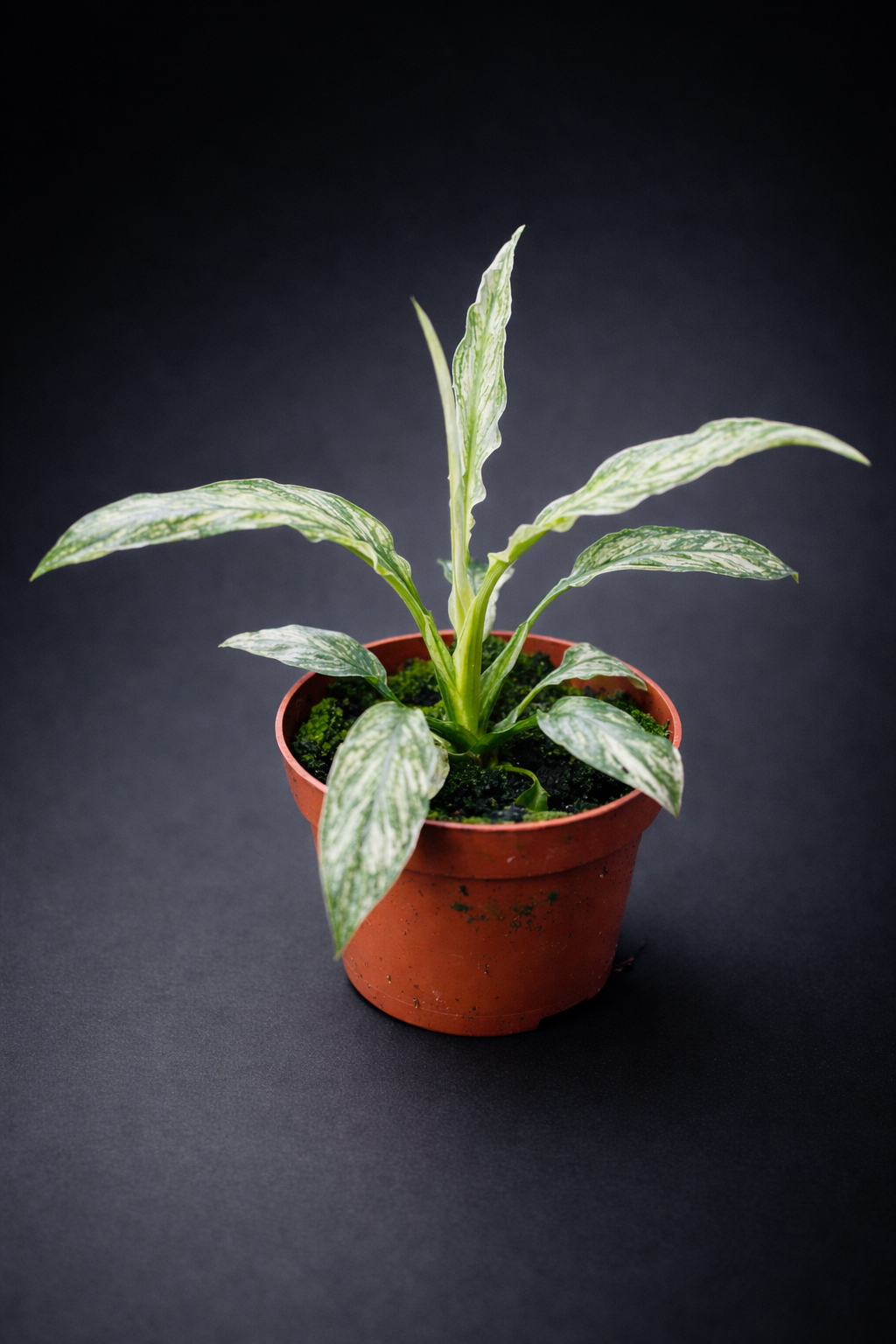 Spathiphyllum Sensation Variegata