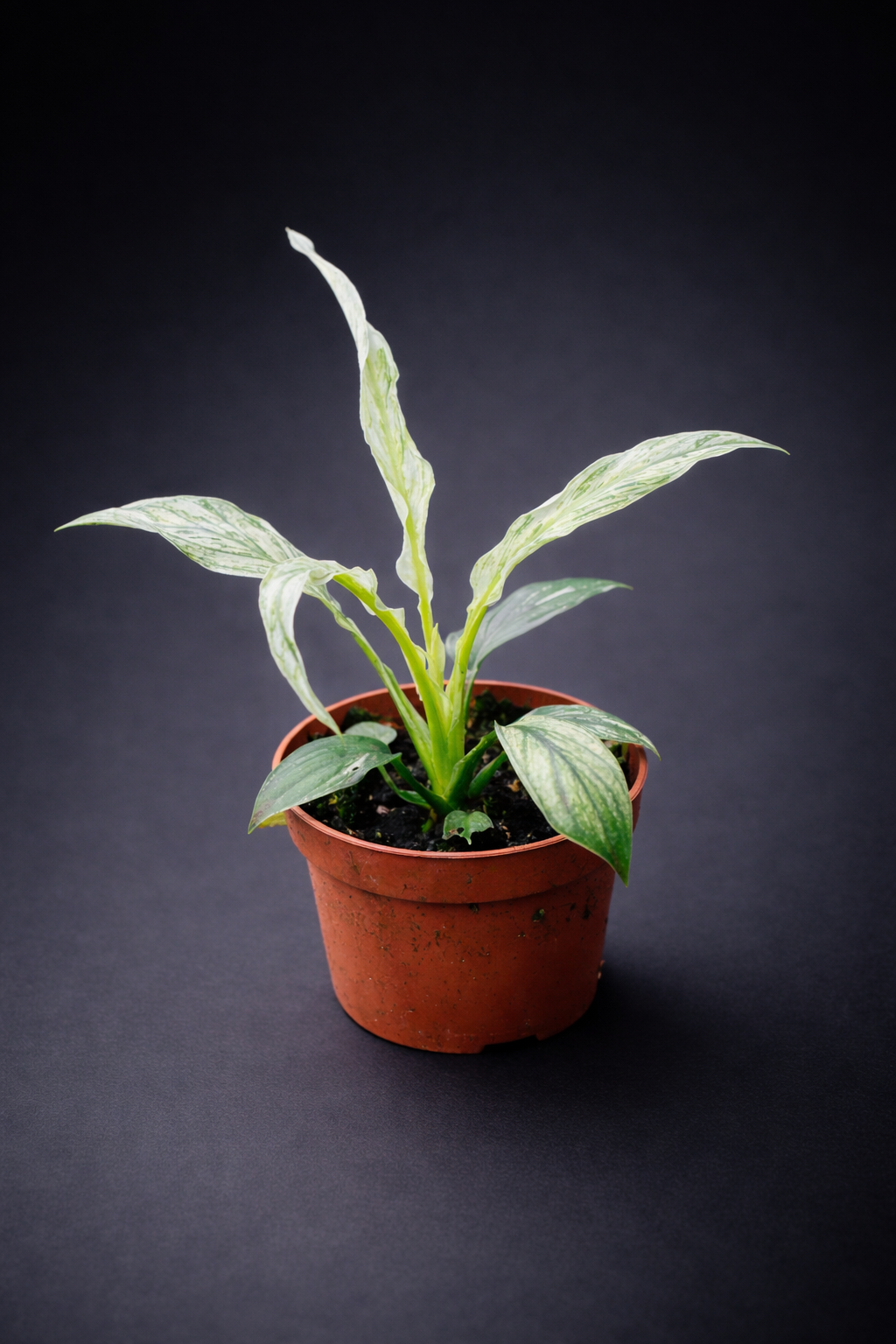 Spathiphyllum Sensation Variegata