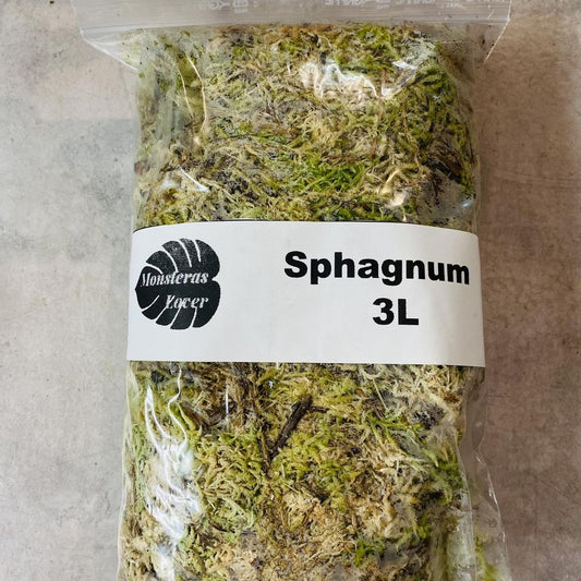 Sphagnum Mose