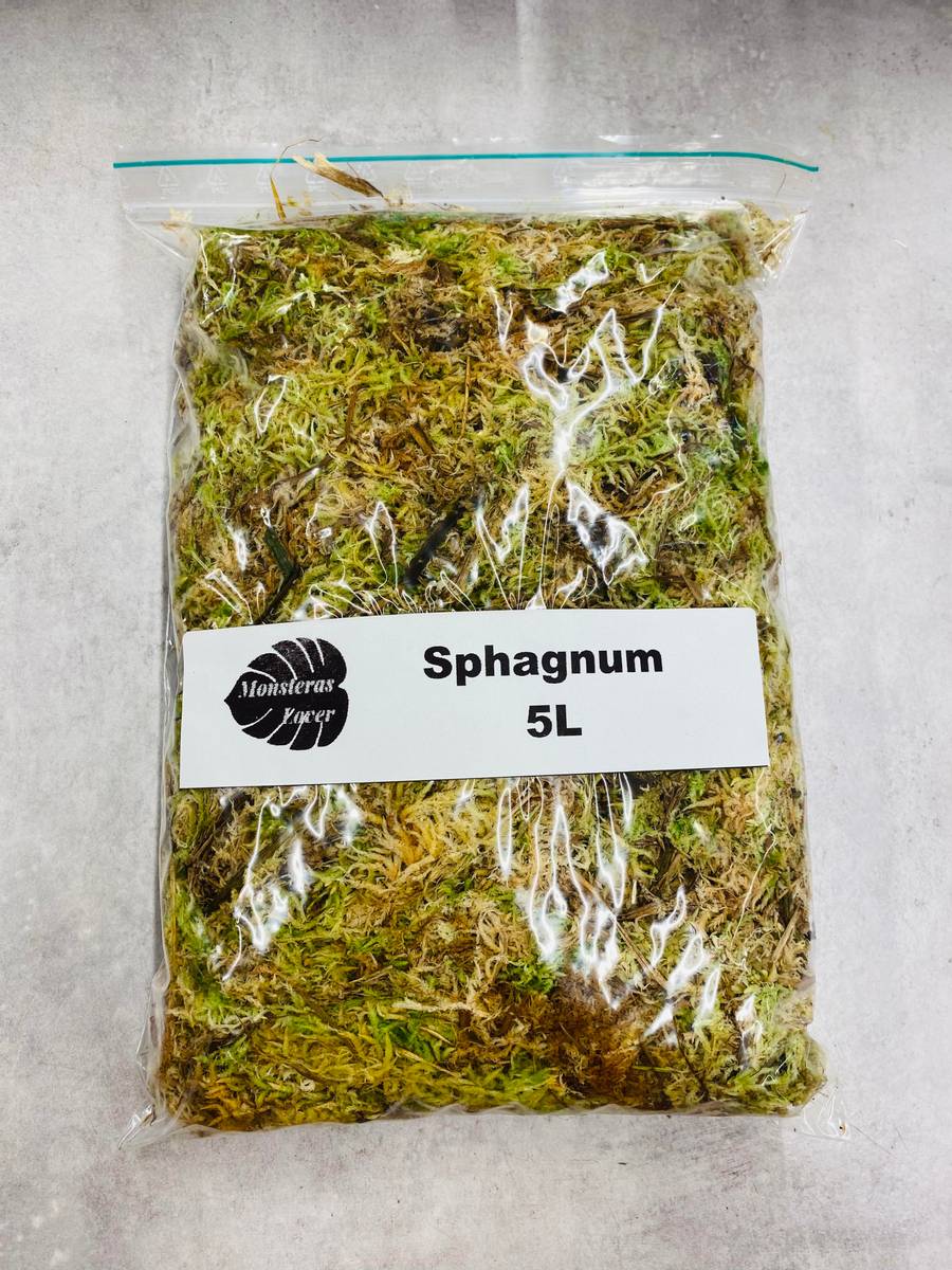 Sphagnum Mose