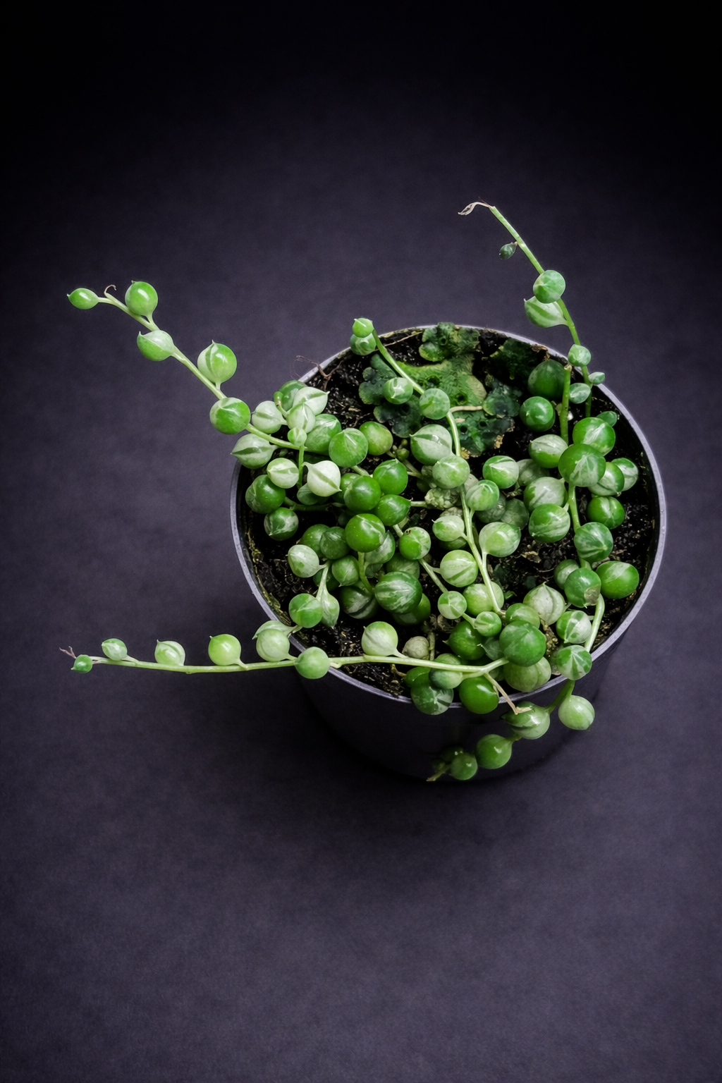 Senecio Rowleyanus Variegata - " String of Pearls"