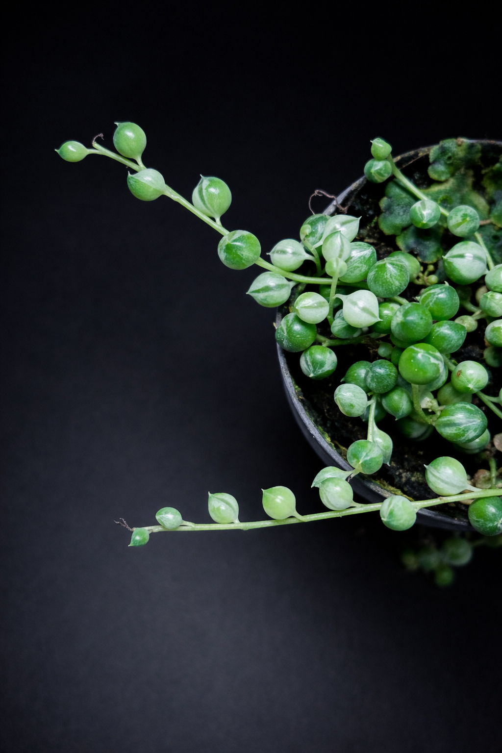 Senecio Rowleyanus Variegata - " String of Pearls"
