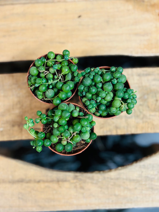 Senecio Rowleyanus - String of Pearls