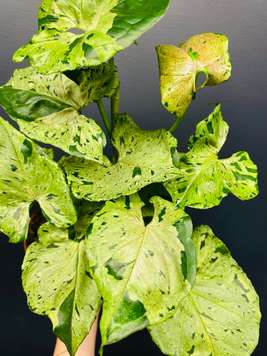 Frodige, pilformede blader av Syngonium Green Splash med unike grønne flekker, gir et tropisk og dekorativt inntrykk.