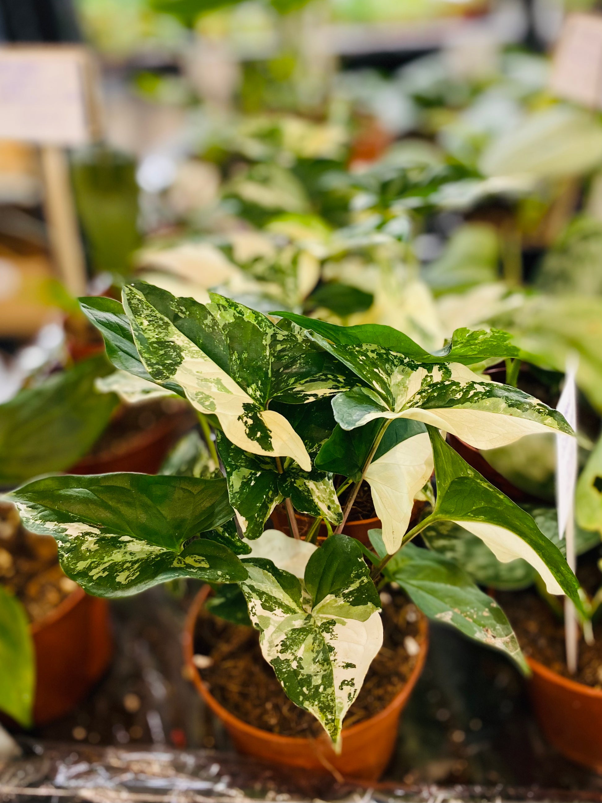 Syngonium Albo Variegata – Elegant og Lettstelt Innendørsplante
