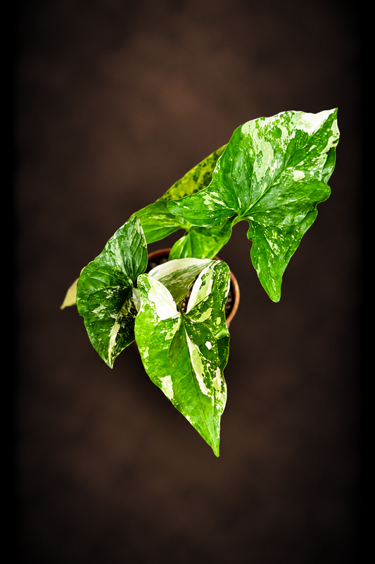 Syngonium Podophyllum Albo Variegata