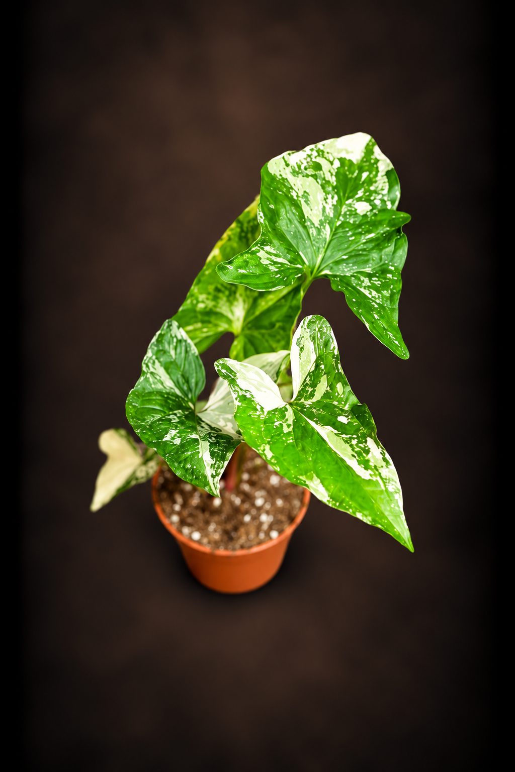 Syngonium Podophyllum Albo Variegata