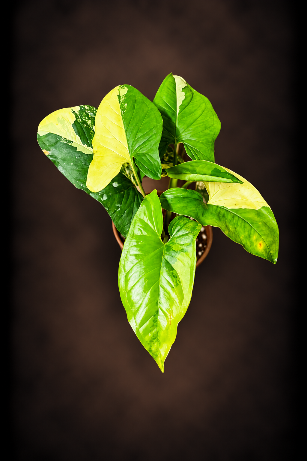Syngonium Podophyllum Aurea Variegata