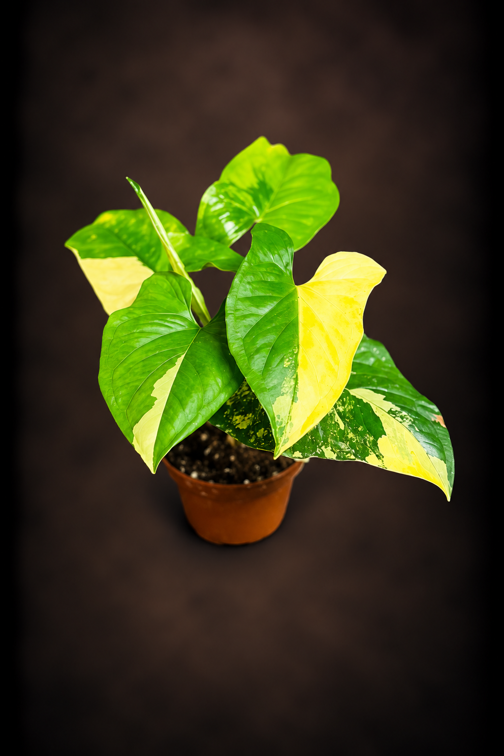 Syngonium Podophyllum Aurea Variegata