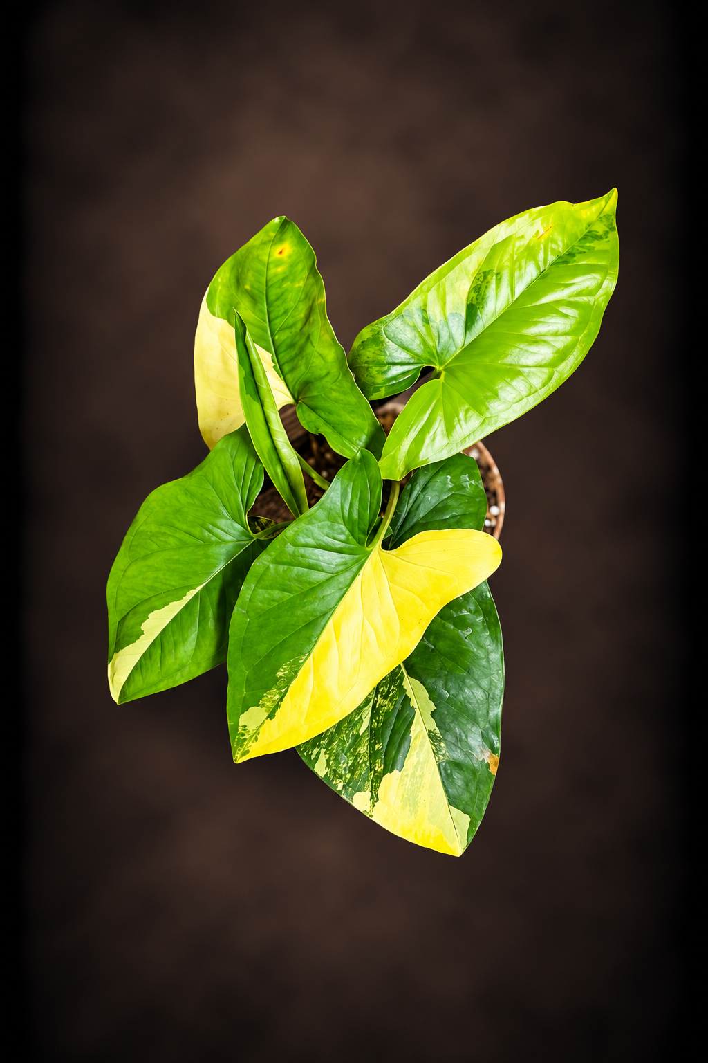 Syngonium Podophyllum Aurea Variegata