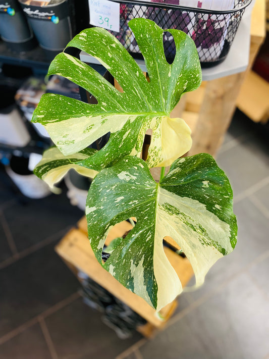 Monstera Thai Constellation - 12 cm potte