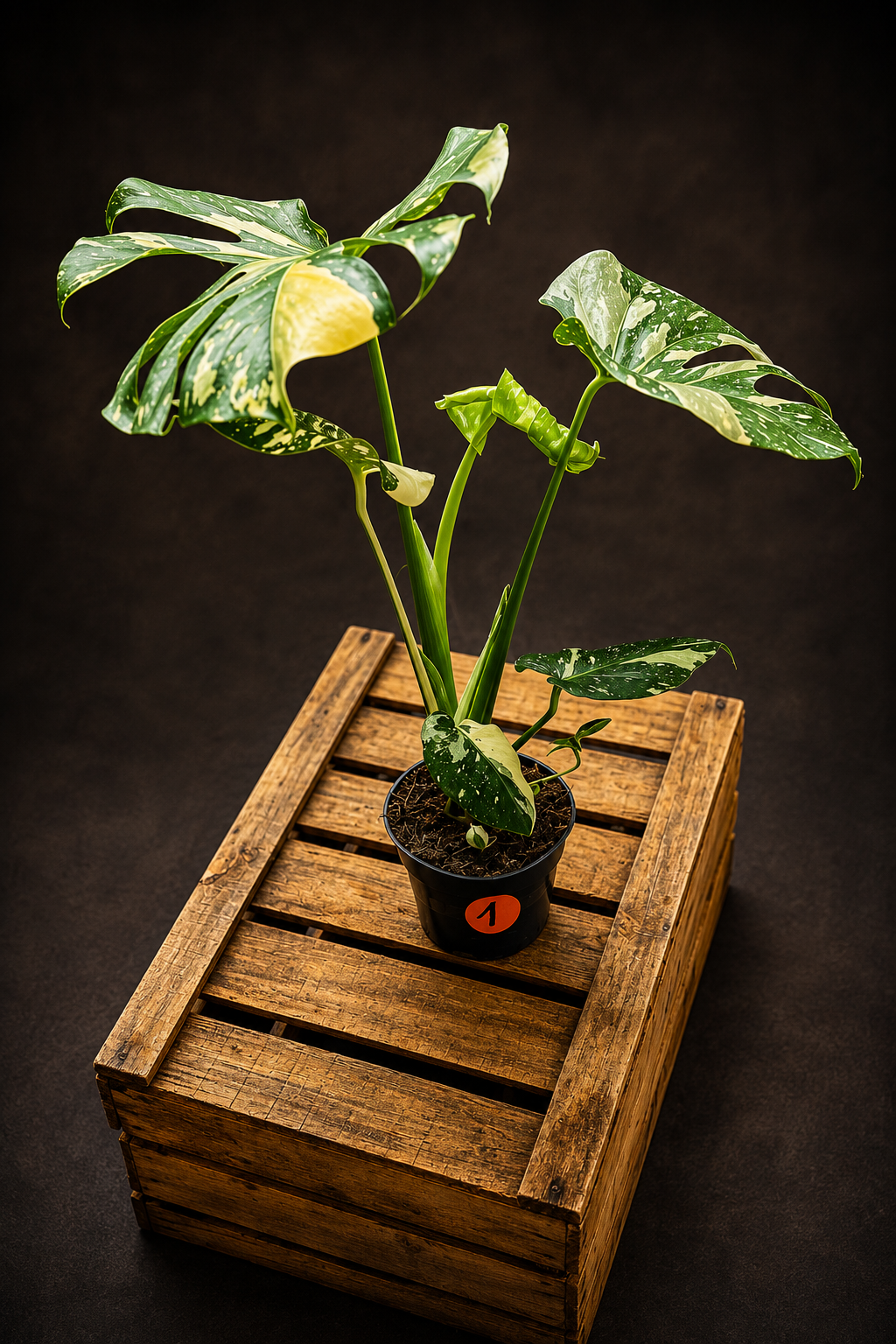 Monstera Thai Constellation - 1