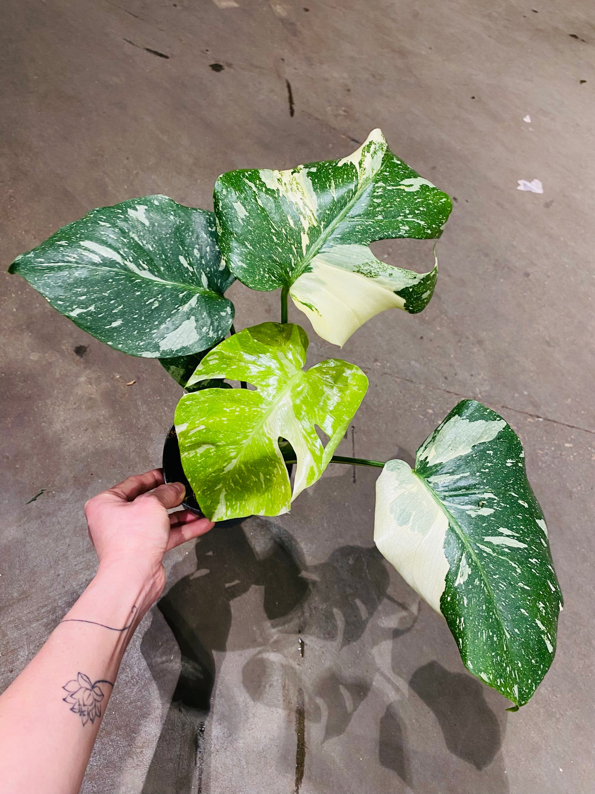 Monstera Thai Constellation – Eksklusiv Tropisk Skjønnhet