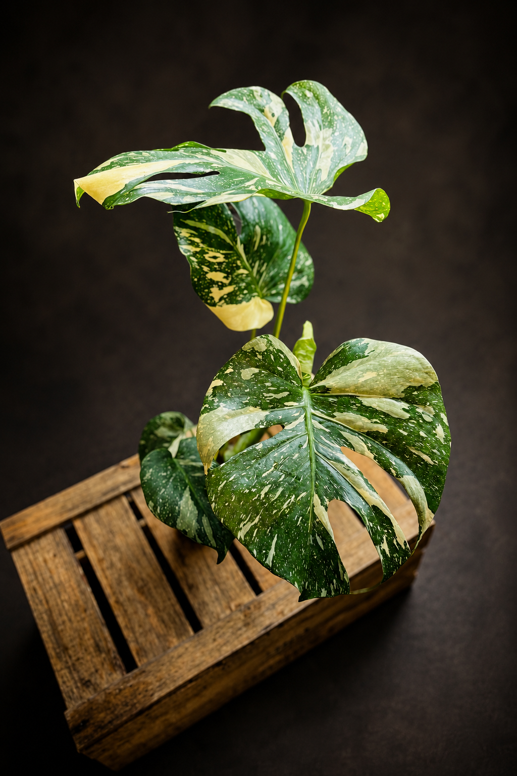 Monstera Thai Constellation - 1
