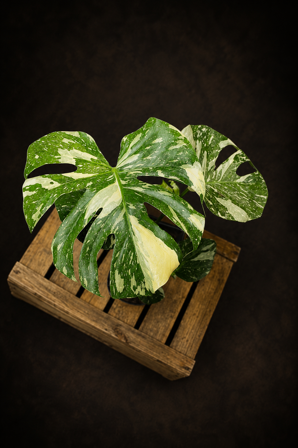 Monstera Thai Constellation - 1