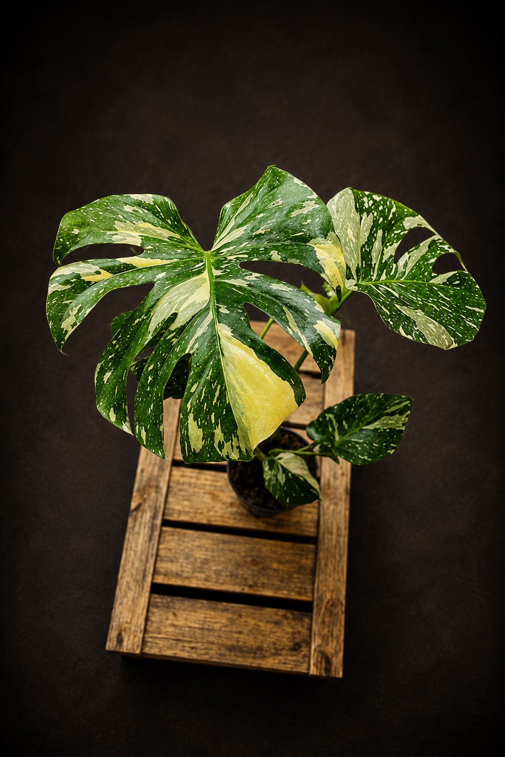 Monstera Thai Constellation - 1