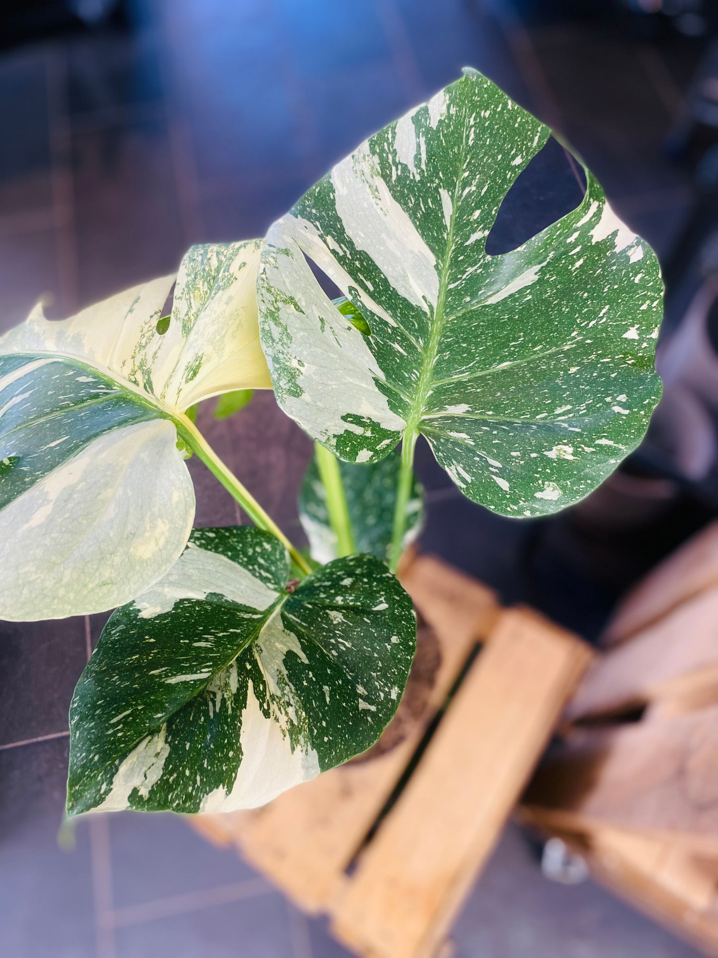 Monstera Thai Constellation - 50 cm høy - 5