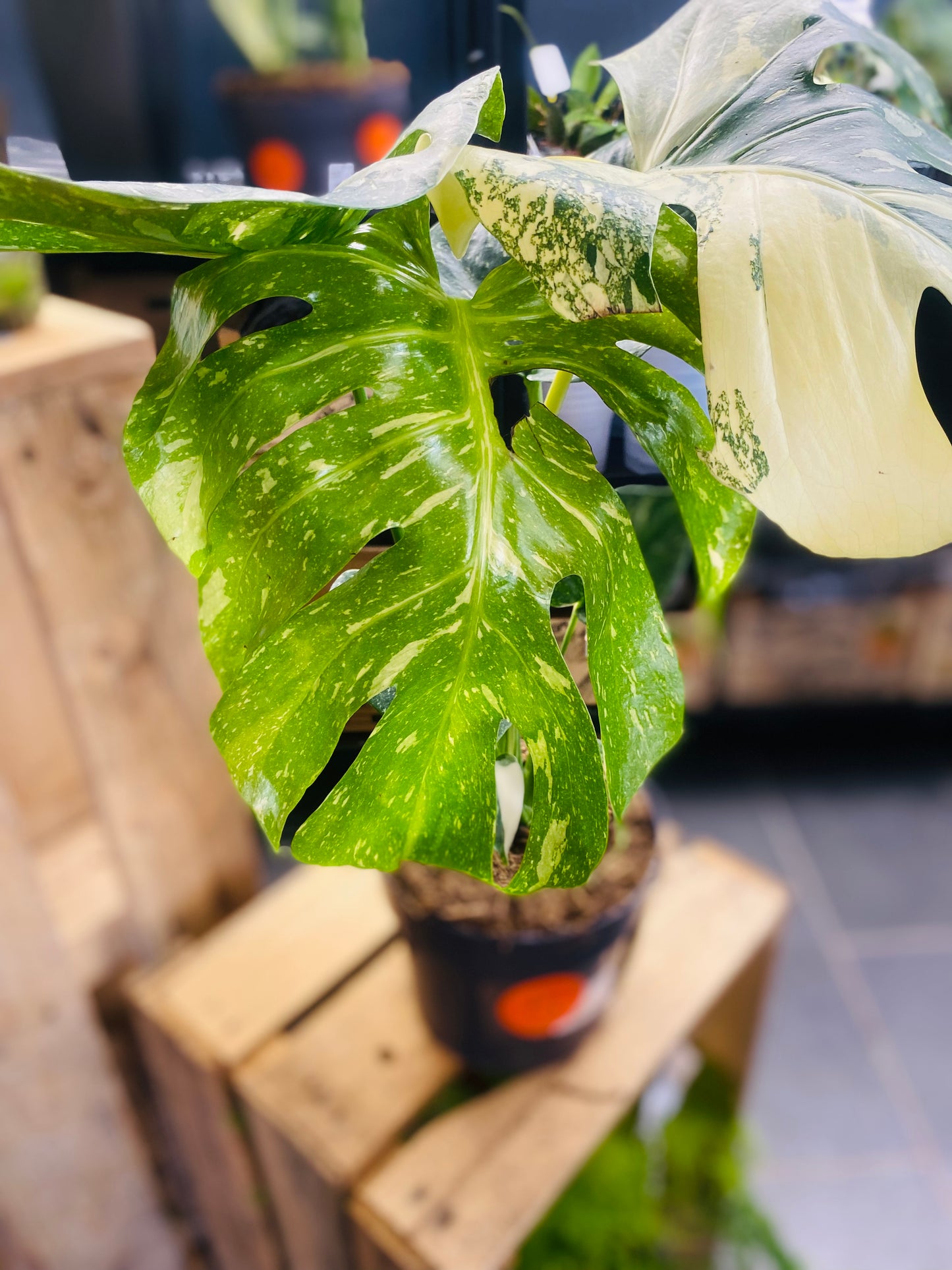 Monstera Thai Constellation - 50 cm høy - 5