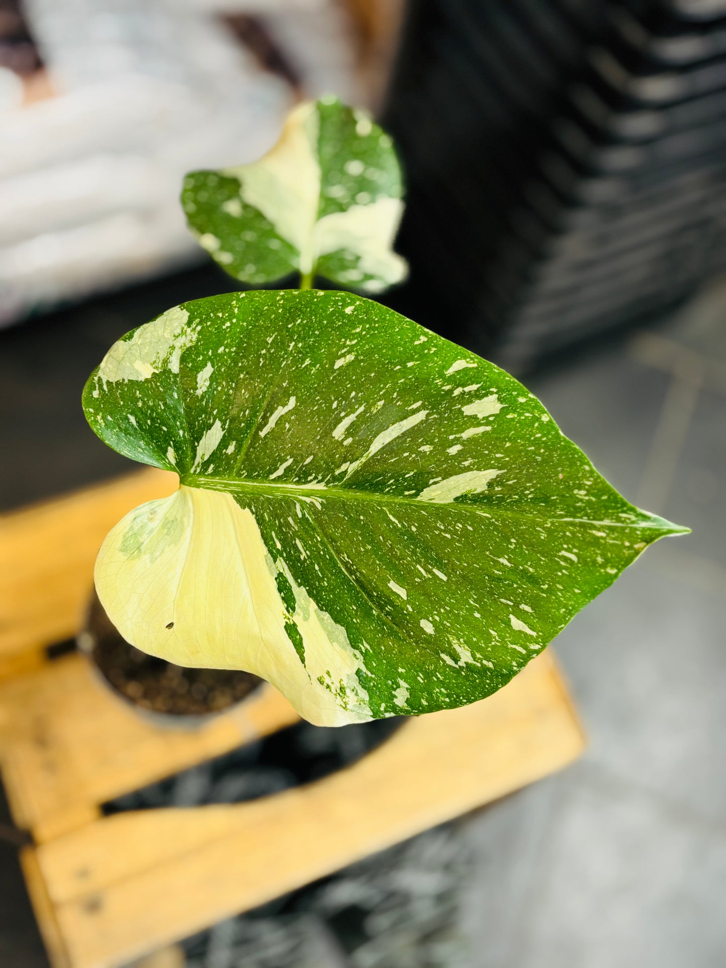 Monstera Thai Constellation - Liten