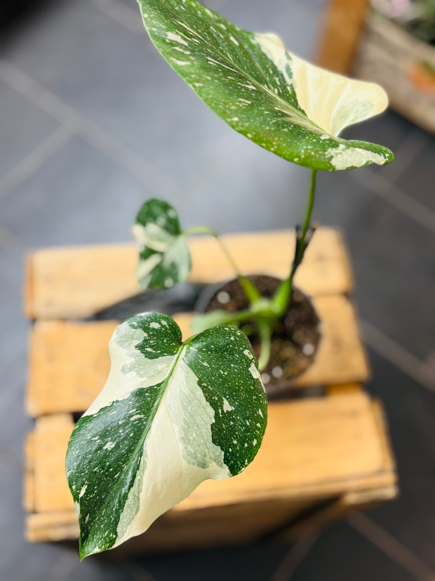 Monstera Thai Constellation - Liten