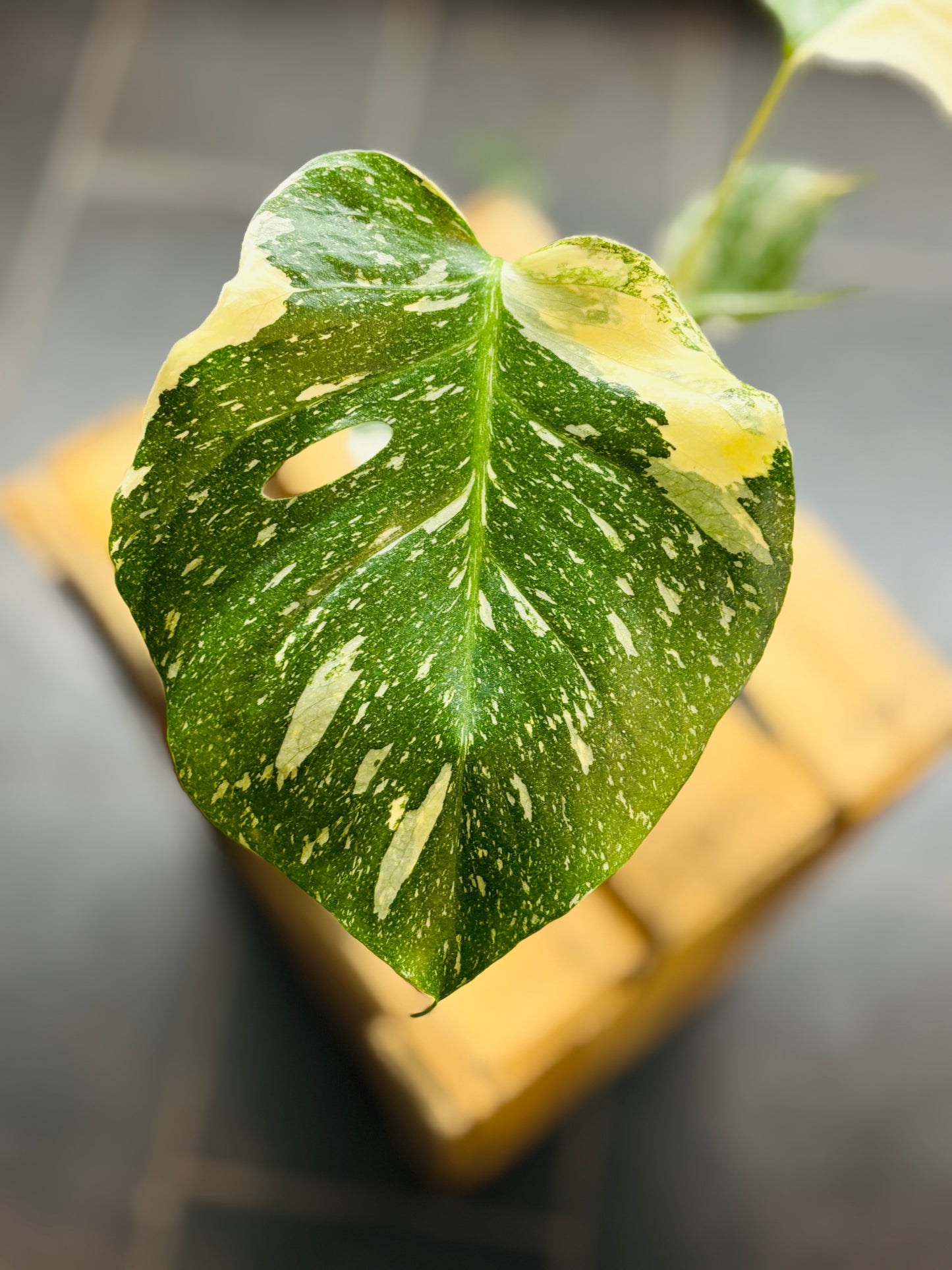 Monstera Thai Constellation - Liten