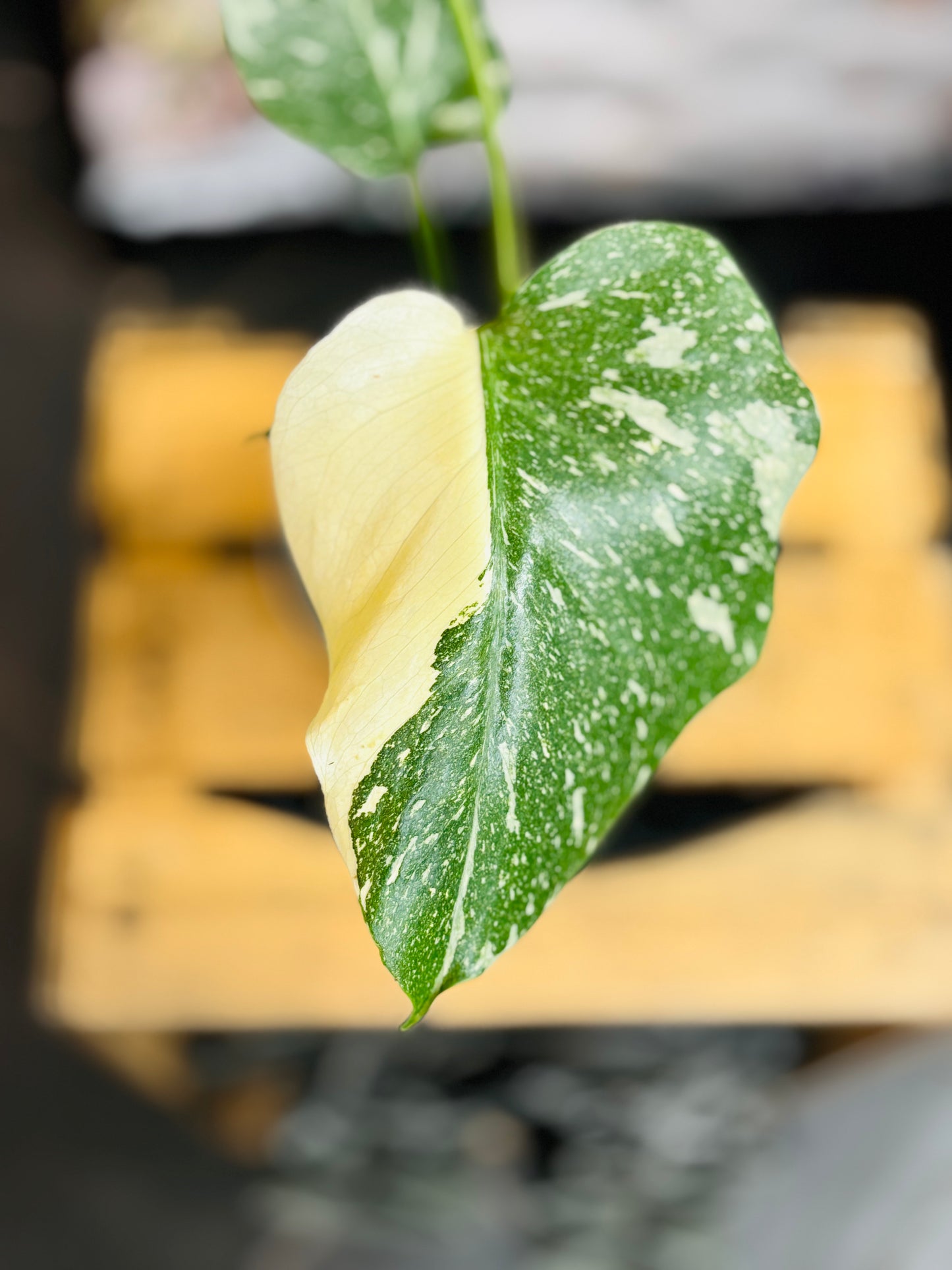 Monstera Thai Constellation - Liten