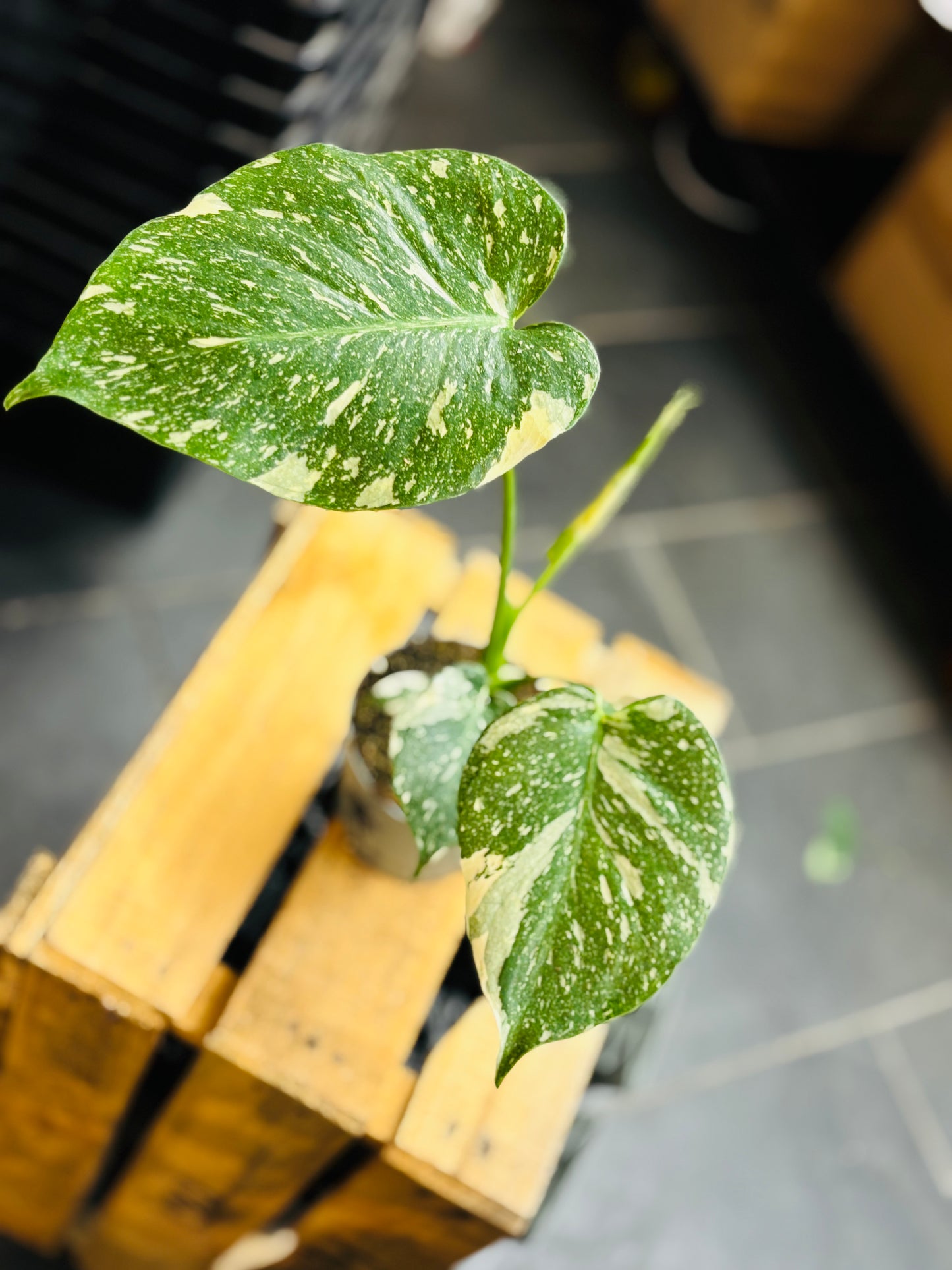 Monstera Thai Constellation - Liten