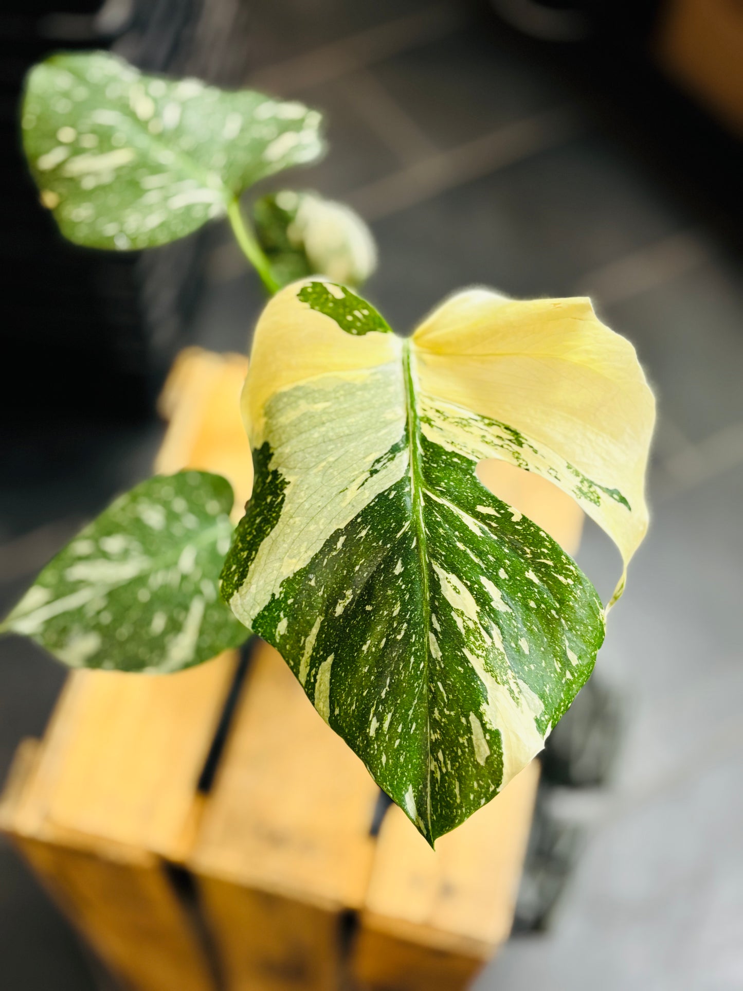 Monstera Thai Constellation - Liten