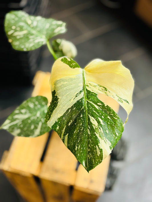 Monstera Thai Constellation - Liten