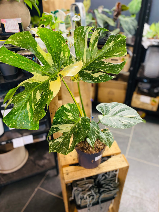Monstera Thai Constellation - 50 cm høy - 6
