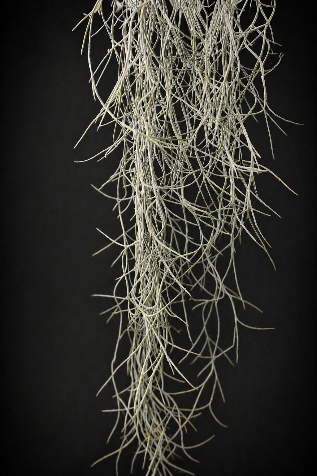 Tillandsia Usneoides