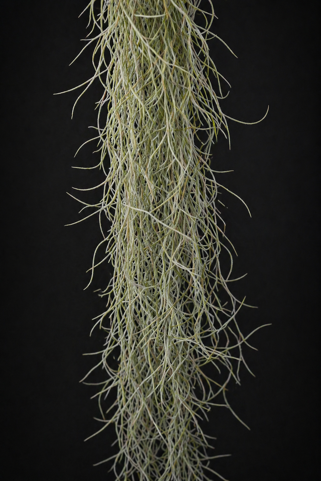 Tillandsia Usneoides