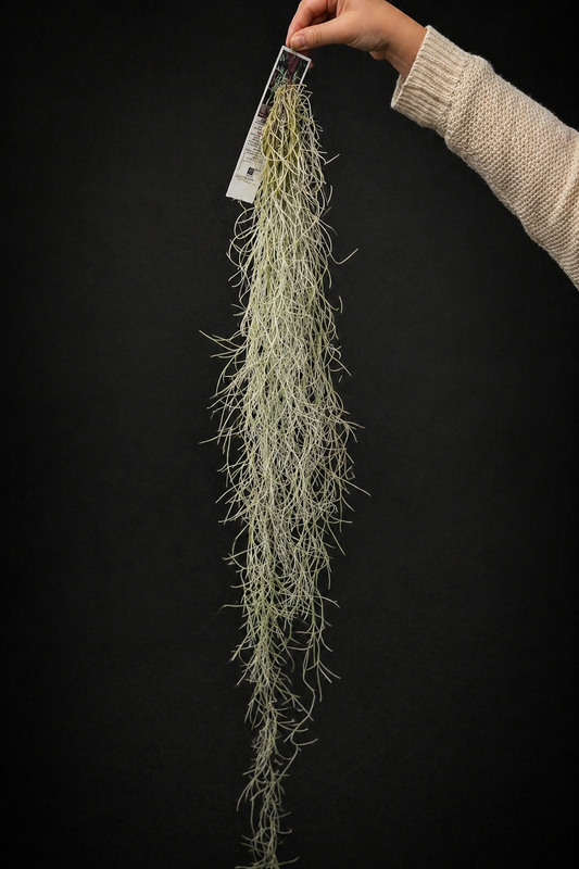 Tillandsia Usneoides