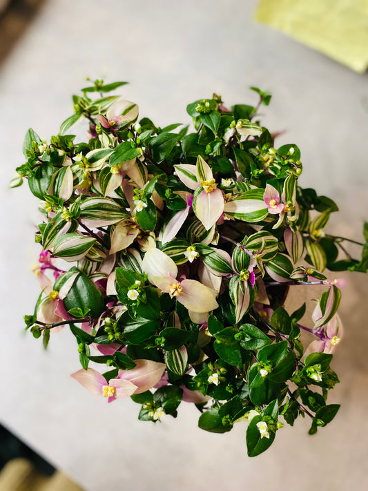 Tradescantia Quadricolor