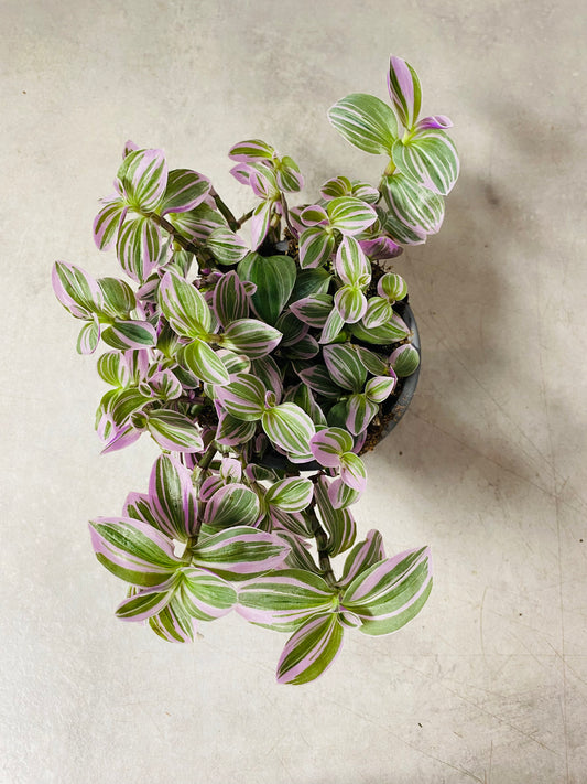 Tradescantia Sweetness