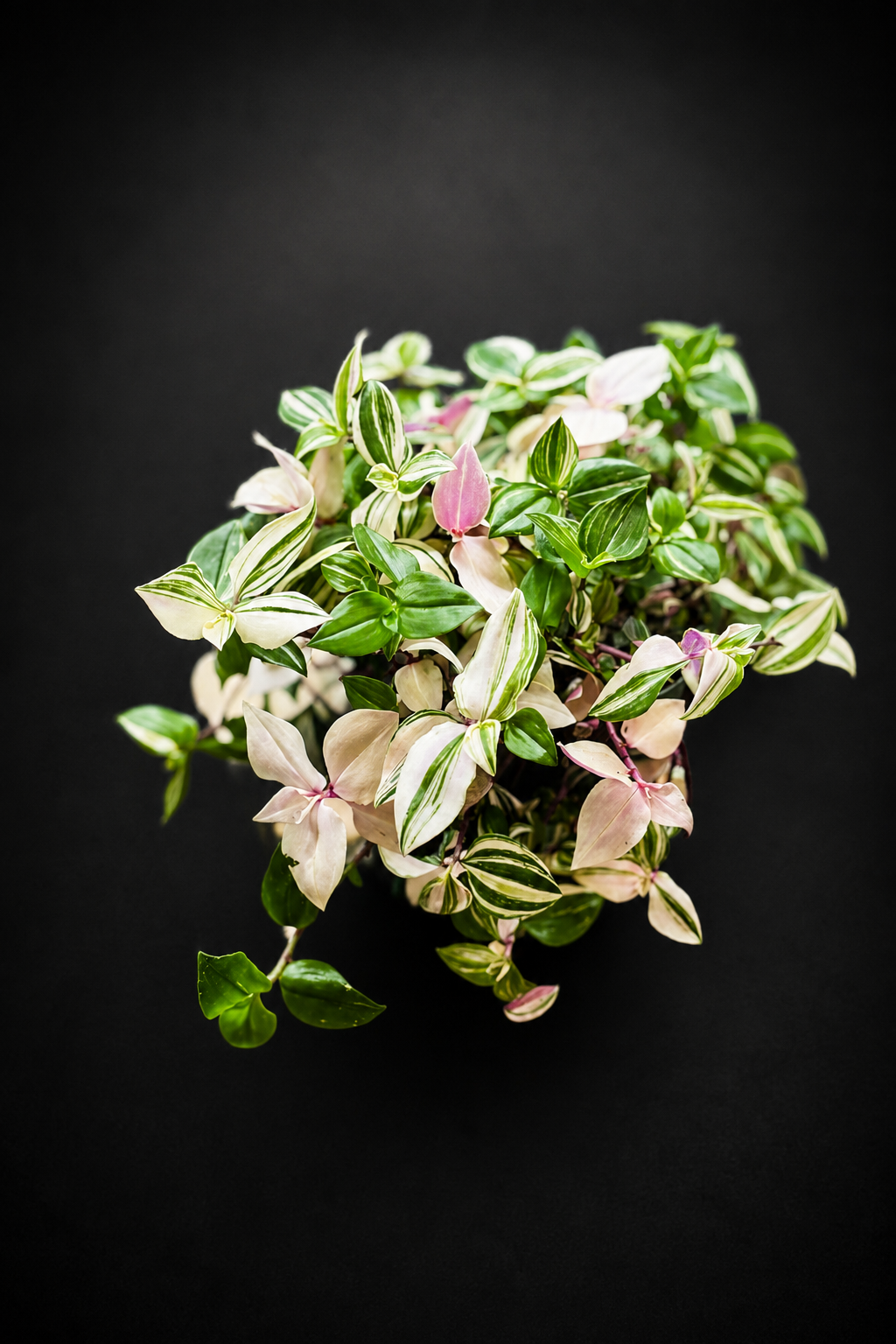 Tradescantia fluminensis 'Tricolor'
