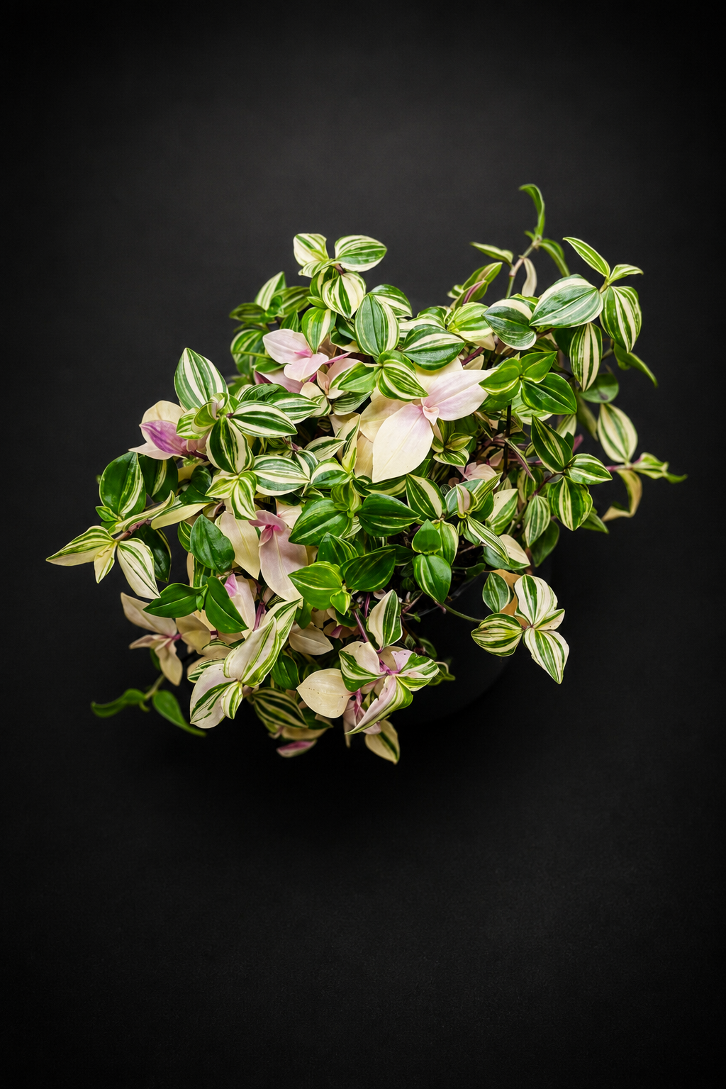Tradescantia fluminensis 'Tricolor'