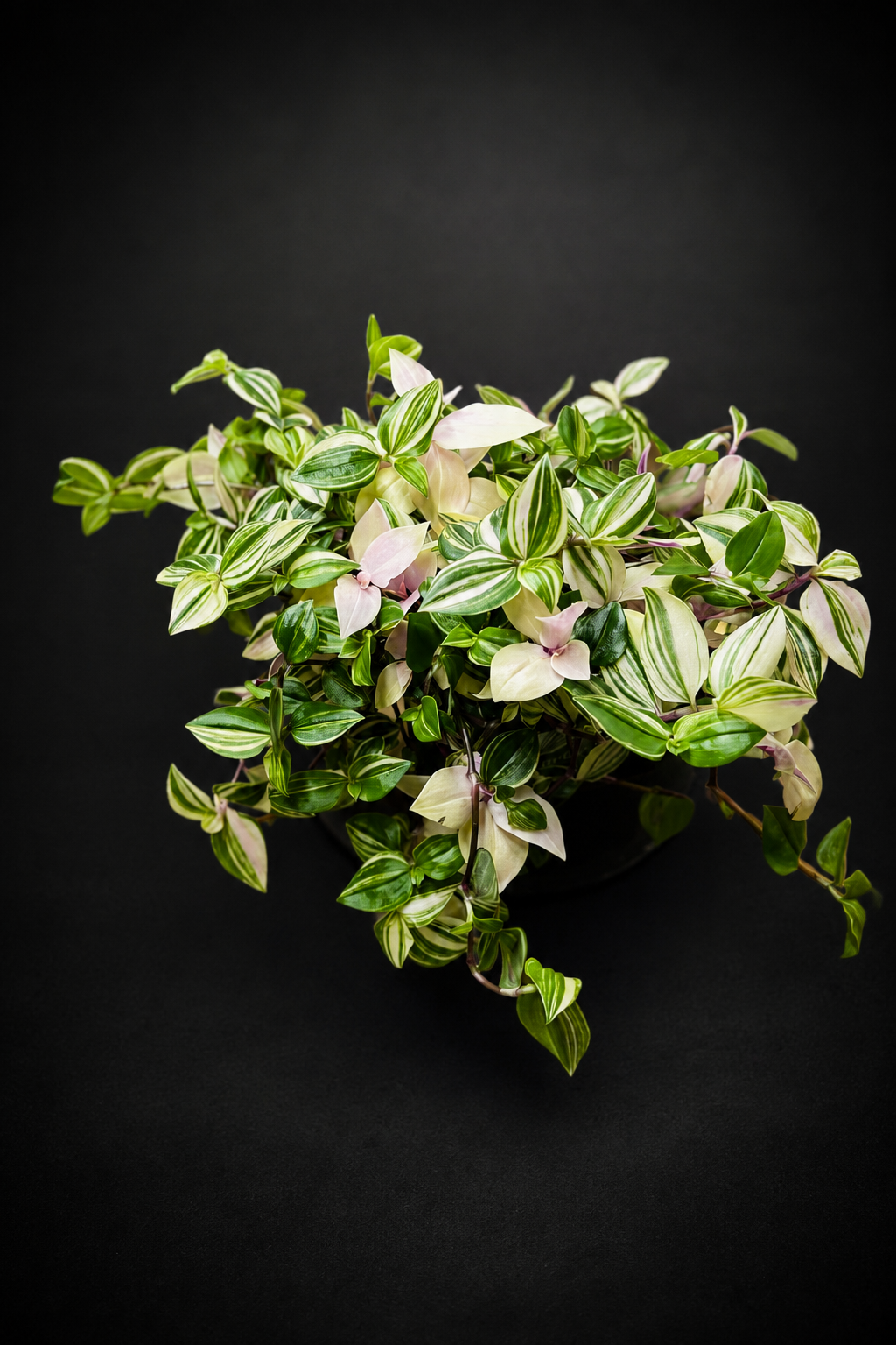 Tradescantia fluminensis 'Tricolor'