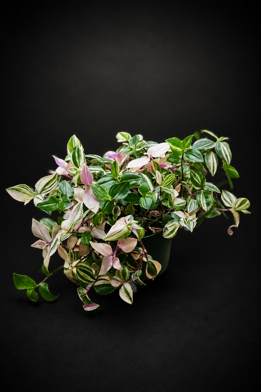 Tradescantia fluminensis 'Tricolor'