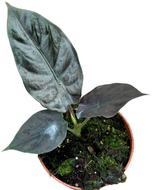 Alocasia Black Magic