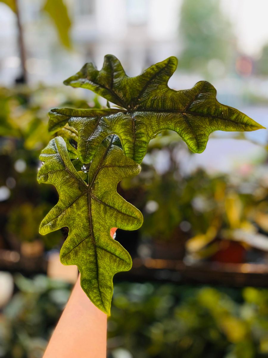 Alocasia Jacklyn med sine unike, pilformede blader i dype grønne nyanser, gir et eksotisk og dekorativt preg.