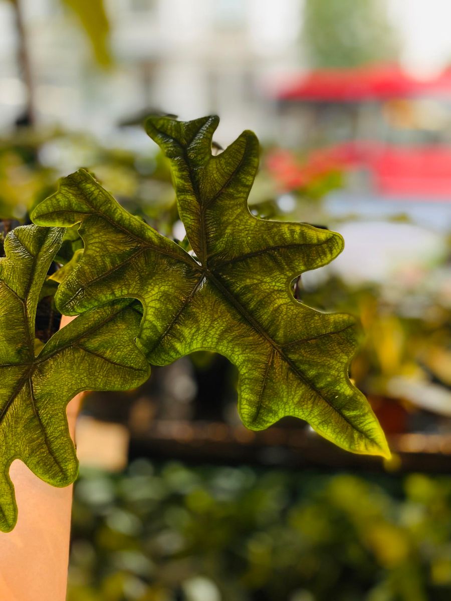 Alocasia Jacklyn med sine unike, pilformede blader i dype grønne nyanser, gir et eksotisk og dekorativt preg.