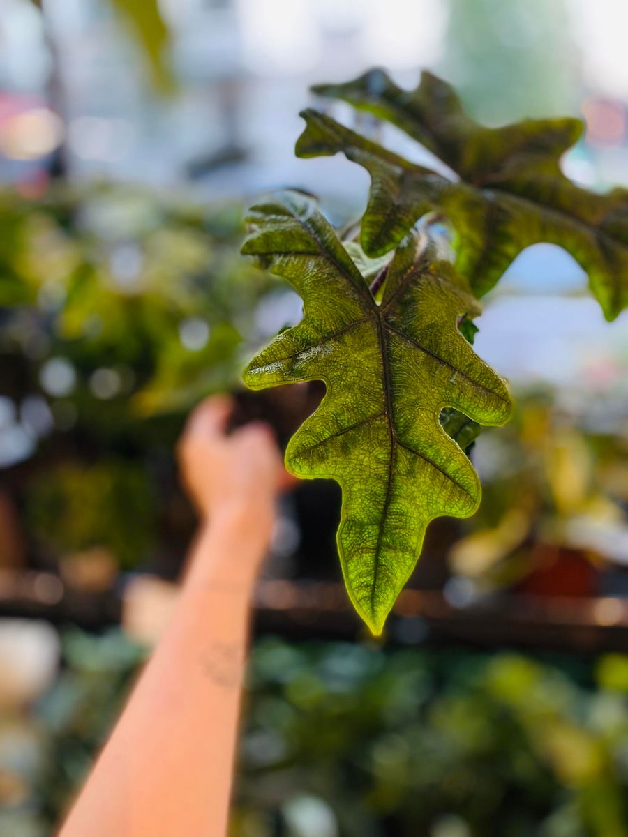 Alocasia Jacklyn med sine unike, pilformede blader i dype grønne nyanser, gir et eksotisk og dekorativt preg.